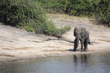 DAILY PHOTO: Down at the Watering Hole