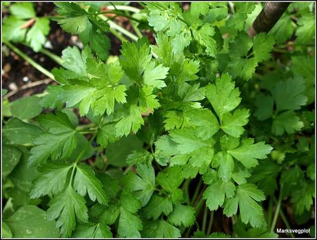 Mediterranean herbs