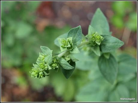 Mediterranean herbs