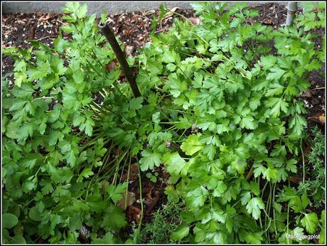 Mediterranean herbs