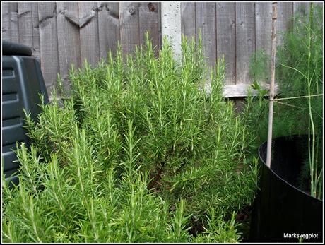 Mediterranean herbs