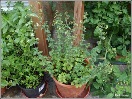 Mediterranean herbs