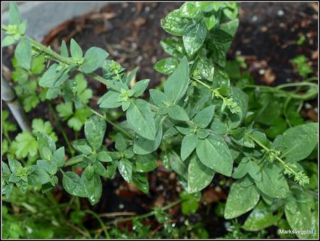 Mediterranean herbs