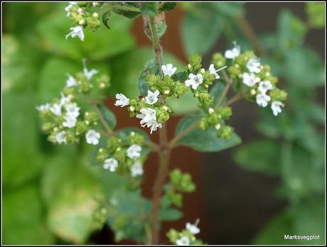 Mediterranean herbs