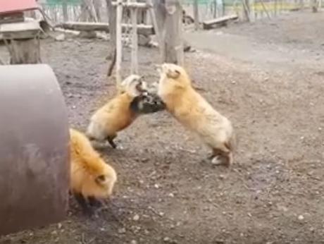 Open Post: Hosted By Two Red Foxes Reminding Us Why Filene’s In-House Bridal Sale Is No More foxesfightingopenpost2017