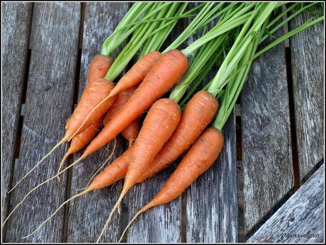 Harvesting Carrots