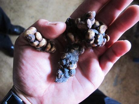 Civet poop, used for making Kopi Luwak. You can see mostly made up of coffee beans.