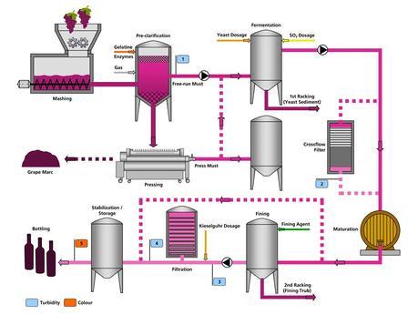 From Italy with Wine - Wine production process