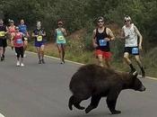 Bear Attack What Drop Dead