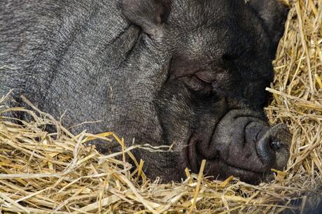 black pig sleeping
