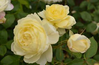 A scented day at David Austin Roses