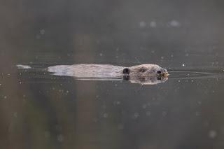 Threat to new beaver family in the Highlands of Scotland