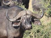 DAILY PHOTO: Portrait Cape Buffalo