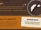Garden Pests Deal with Them