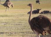 DAILY PHOTO: Ostriches Amboseli
