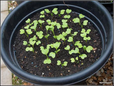 Growing vegetables in containers