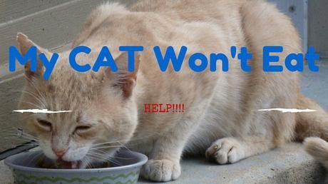 How long can cats go without food or without water?