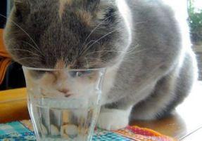 How long can cats go without food or without water?