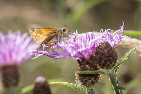 Butterfly Hunt Oakhill Woods - Large Skipper on purple flower