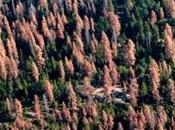 Dead Trees Stoke Wildfire Fears
