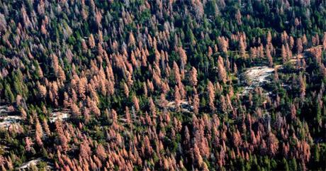 Dead trees stoke wildfire fears