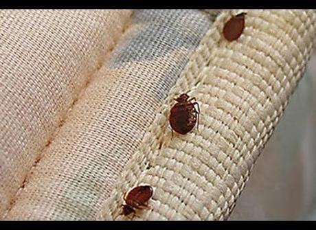 Avoiding Bed Bugs, Bacteria and Other Nasty Hotel Hazards3 min read