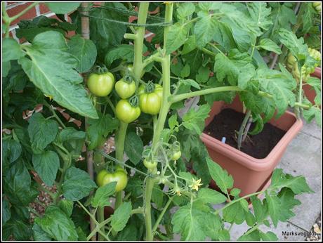 How to maximise your tomato harvest