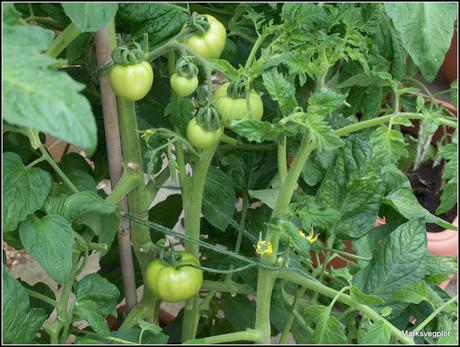 How to maximise your tomato harvest