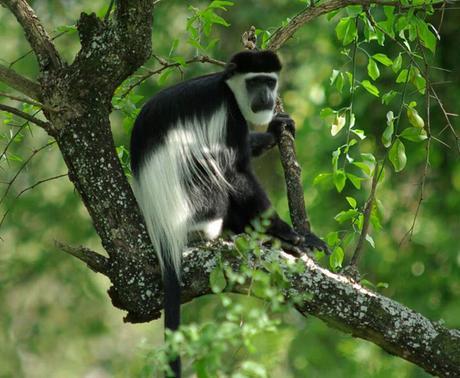 Black and white Colobus monkey. PHOTO Andy Gooch