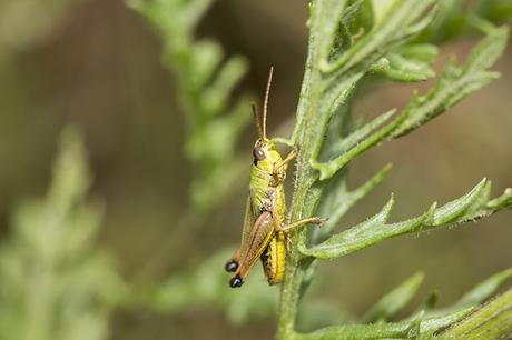 Meadow Grasshopper (?)