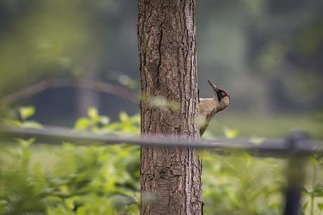 Green Woodpecker hiding behind a tree
