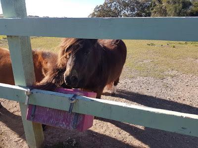 Gold Coast, Brisbane, Sunshine Coast and Noosa - Day 6 onwards