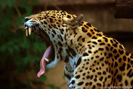 Panthera_onca_predator