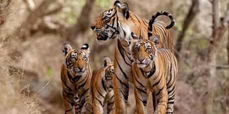 World’s Last Remaining Tigers Live Under Severe Threat of Extinction