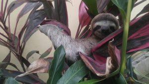 Sloth in Costa Rica | © Tishely Ortiz