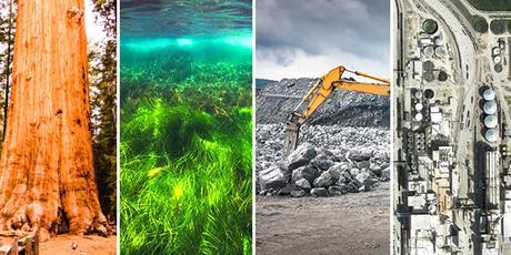 8 Ways to Sequester Carbon to Avoid Climate Catastrophe