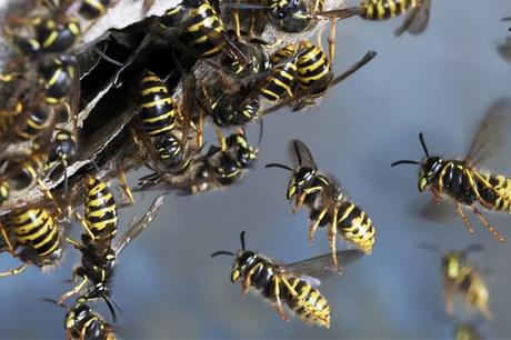 How To Identify Different Types Of Wasps And Hornets