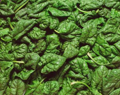 Could spinach leaves hold the key to solar energy?