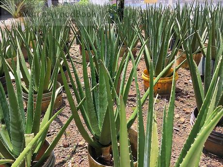 Kok Fah's own grown aloe vera plants.