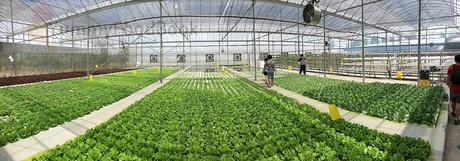 Hydroponic greenhouse.