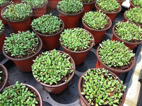 microgreens