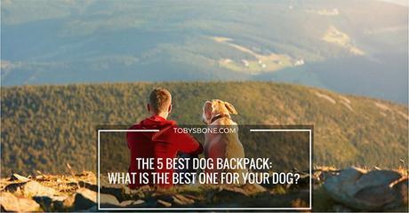 The 5 Best Dog Backpack: What Is The Best One For Your Dog?
