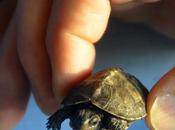 Here Tiny Turtle .and Talk About Adulting
