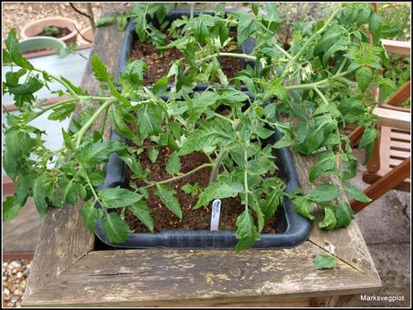 A technique for growing trailing tomatoes