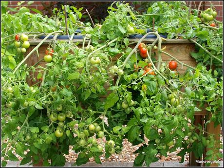 A technique for growing trailing tomatoes