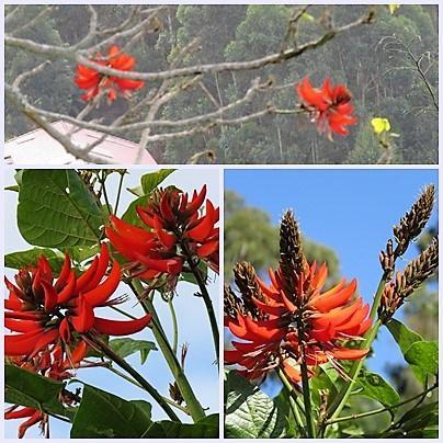 The Indian Coral tree