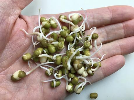 Sprouted Mung Bean Sauté