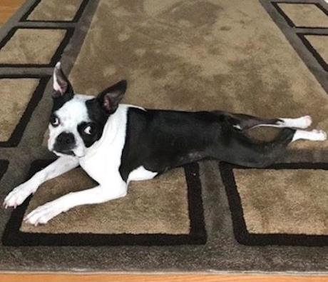 Open Post: Hosted By Riley The Carpet Shark