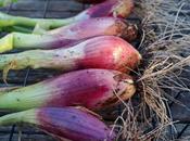 Onion "Long Florence"