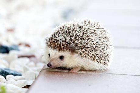 The Twelve Months of Endangered Animals – Hedgehogs